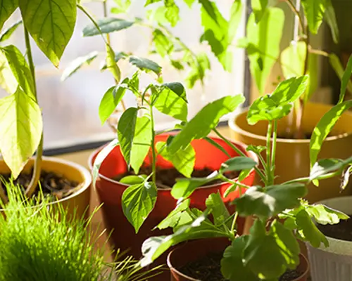 indoor houseplants