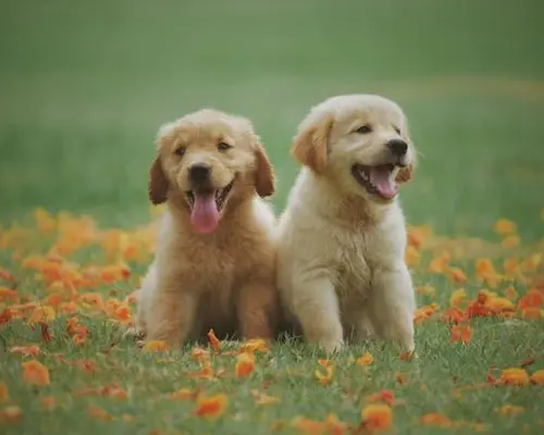 puppoes